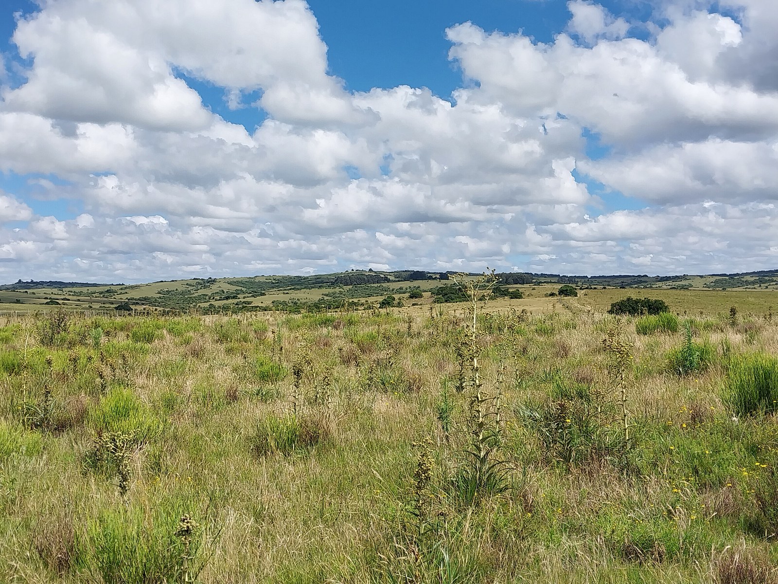 Pueblo Garzon 60 Hectares Farmland