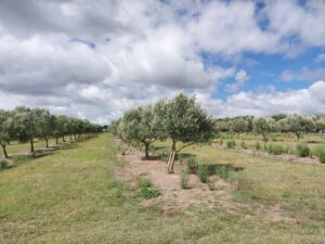 Olive Farm in Garzon 28 Hectares