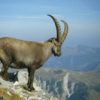 Hat Pin Mountain Ibex/Steinbock - Image 2