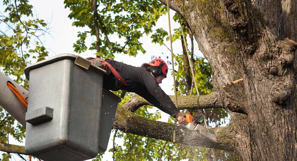   Tree Removal Georgetown Tx         