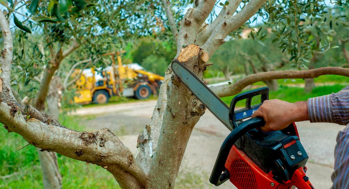   Tree Removal Georgetown         