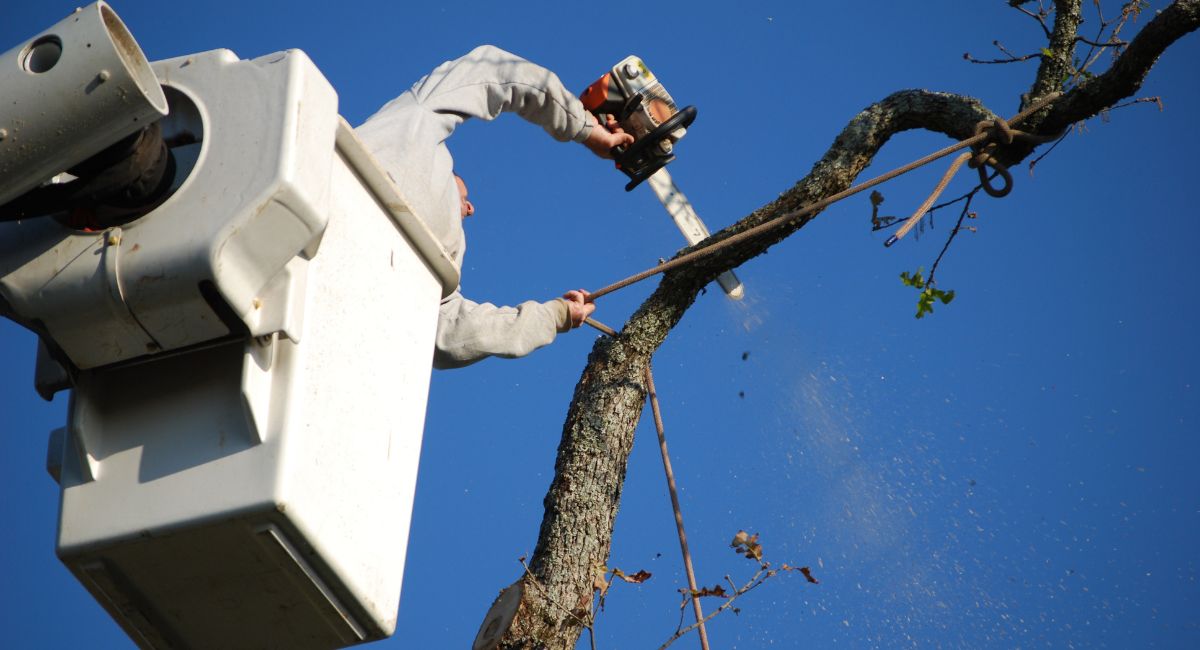   Arborist Georgetown Texas         