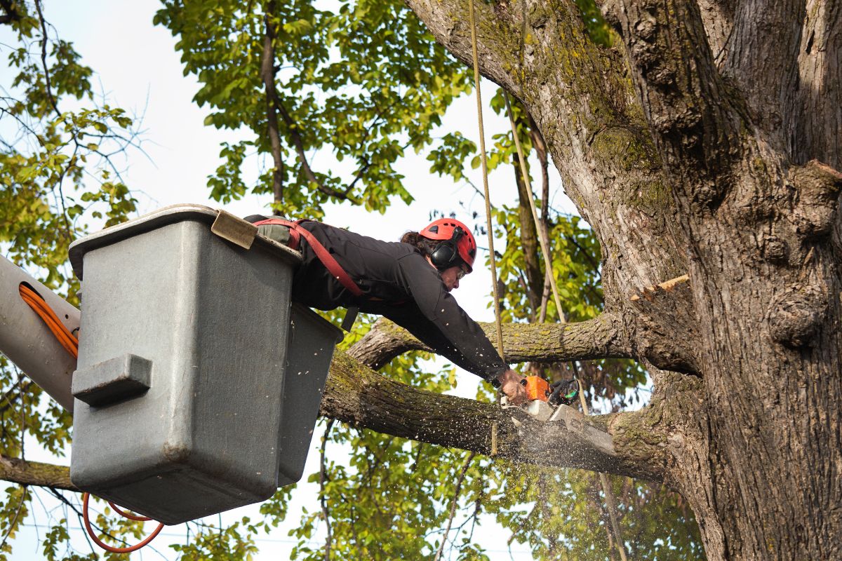   Tree Cutting Service Near Me         