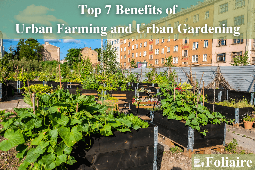 Edible Plants for Urban Gardens: What Grows Best?